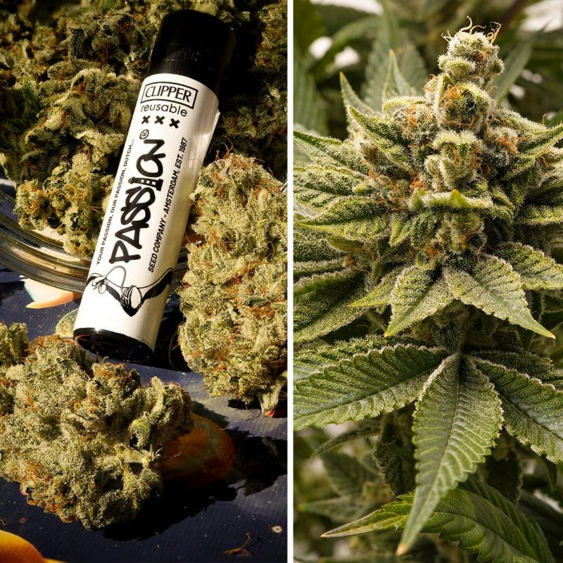 Melonade Runtz, Фасовка: 3, изображение 2